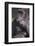 Gorilla-DLILLC-Framed Photographic Print