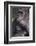 Gorilla-DLILLC-Framed Photographic Print