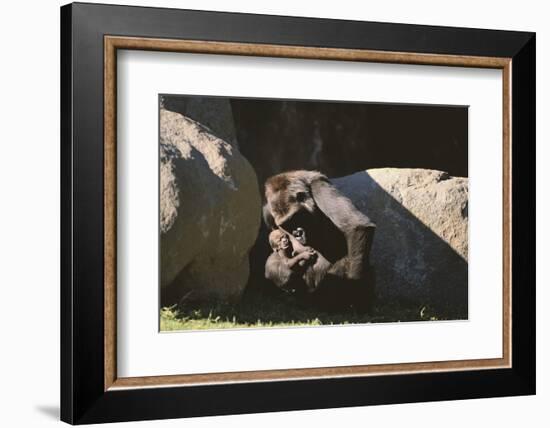 Gorilla-DLILLC-Framed Photographic Print