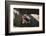 Gorilla-DLILLC-Framed Photographic Print