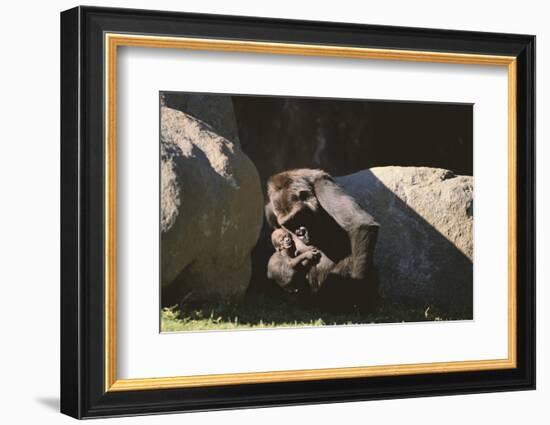 Gorilla-DLILLC-Framed Photographic Print