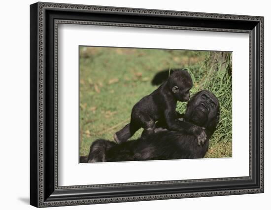 Gorilla-DLILLC-Framed Photographic Print