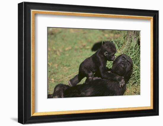 Gorilla-DLILLC-Framed Photographic Print