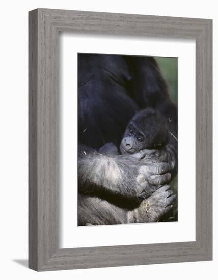 Gorilla-DLILLC-Framed Photographic Print