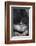 Gorilla-DLILLC-Framed Photographic Print