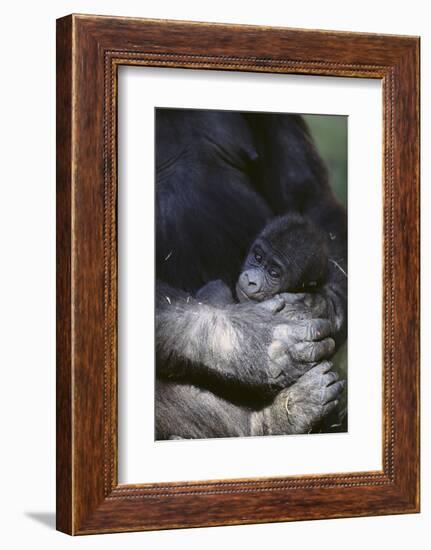 Gorilla-DLILLC-Framed Photographic Print