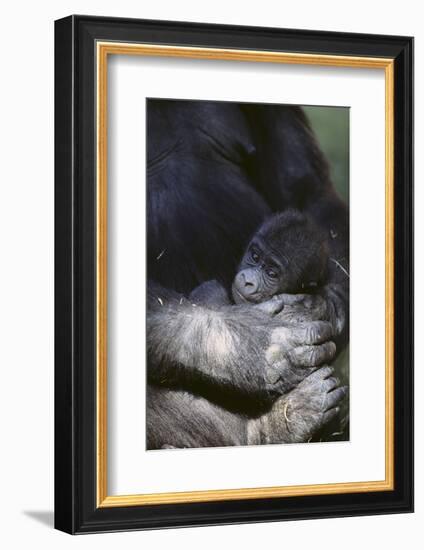 Gorilla-DLILLC-Framed Photographic Print