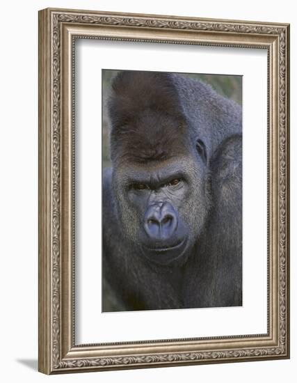 Gorilla-DLILLC-Framed Photographic Print