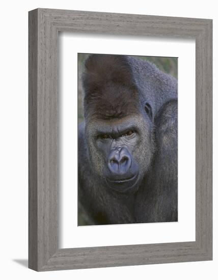 Gorilla-DLILLC-Framed Photographic Print