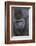 Gorilla-DLILLC-Framed Photographic Print