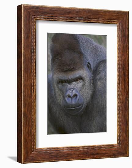 Gorilla-DLILLC-Framed Photographic Print