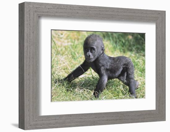 Gorilla-DLILLC-Framed Photographic Print