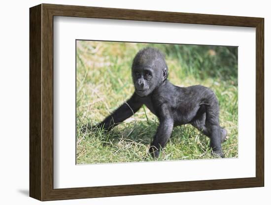 Gorilla-DLILLC-Framed Photographic Print