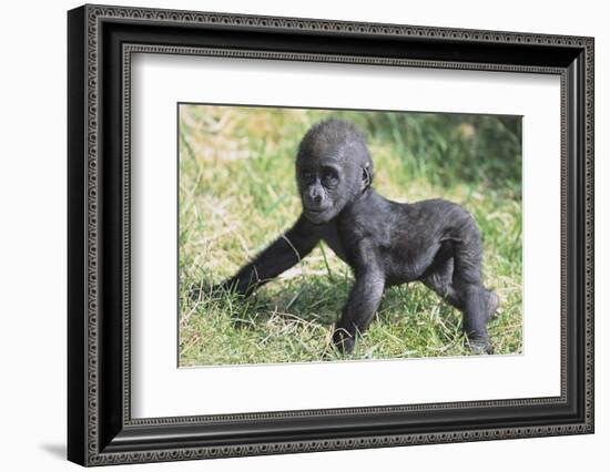 Gorilla-DLILLC-Framed Photographic Print