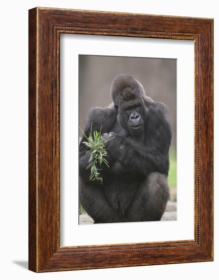 Gorilla-DLILLC-Framed Photographic Print