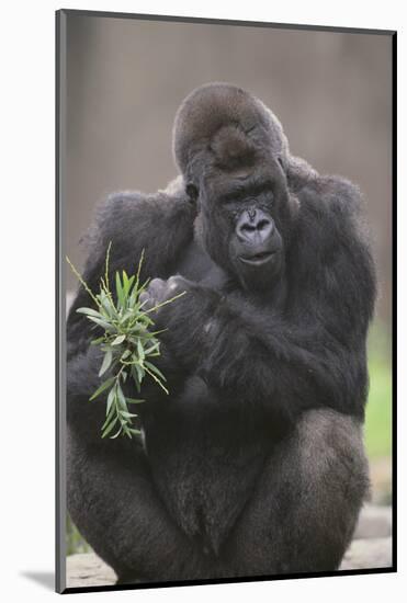 Gorilla-DLILLC-Mounted Photographic Print