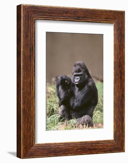 Gorilla-DLILLC-Framed Photographic Print