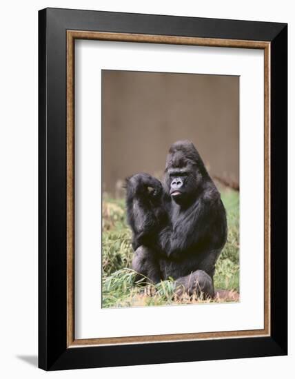 Gorilla-DLILLC-Framed Photographic Print