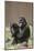 Gorilla-DLILLC-Mounted Photographic Print