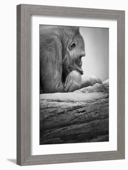 Gorilla-null-Framed Photographic Print