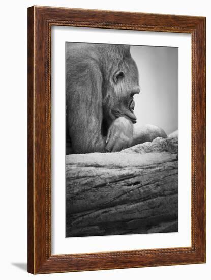 Gorilla-null-Framed Photographic Print