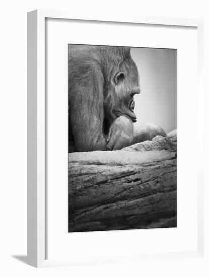 Gorilla-null-Framed Photographic Print