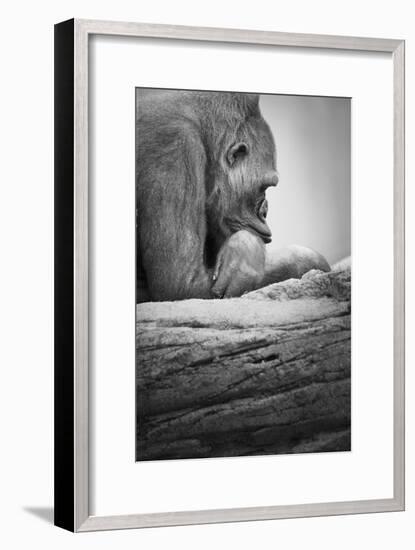 Gorilla-null-Framed Photographic Print