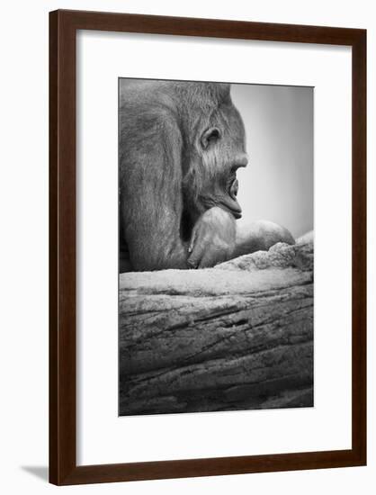 Gorilla-null-Framed Photographic Print