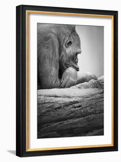 Gorilla-null-Framed Photographic Print