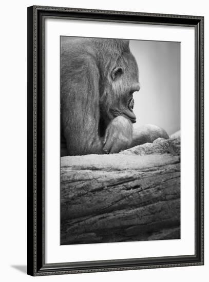 Gorilla-null-Framed Photographic Print