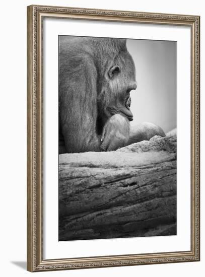 Gorilla-null-Framed Photographic Print