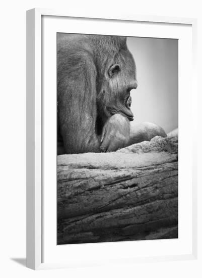 Gorilla--Framed Photographic Print