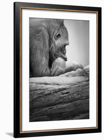 Gorilla--Framed Photographic Print