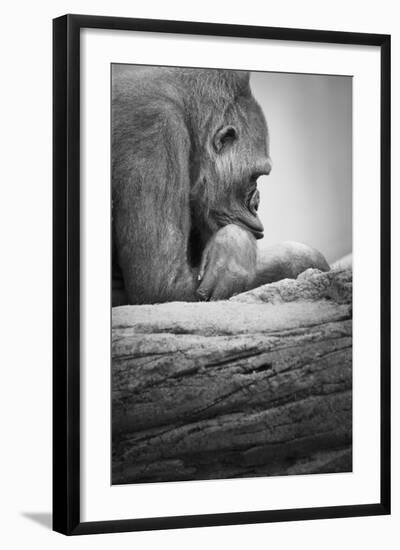 Gorilla-null-Framed Photographic Print