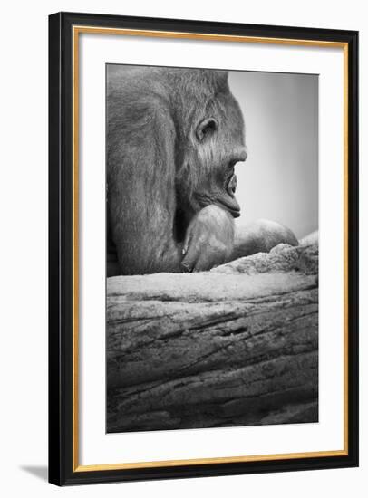 Gorilla--Framed Photographic Print