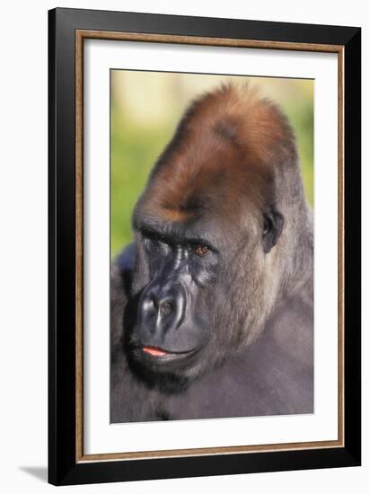 Gorilla-null-Framed Photographic Print