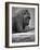 Gorilla-null-Framed Photographic Print