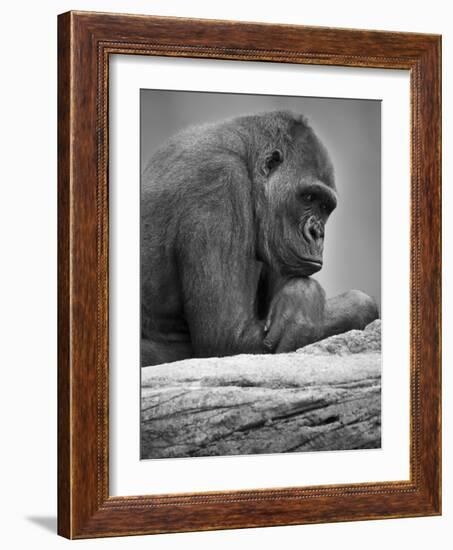 Gorilla-null-Framed Photographic Print