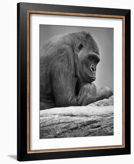 Gorilla-null-Framed Photographic Print