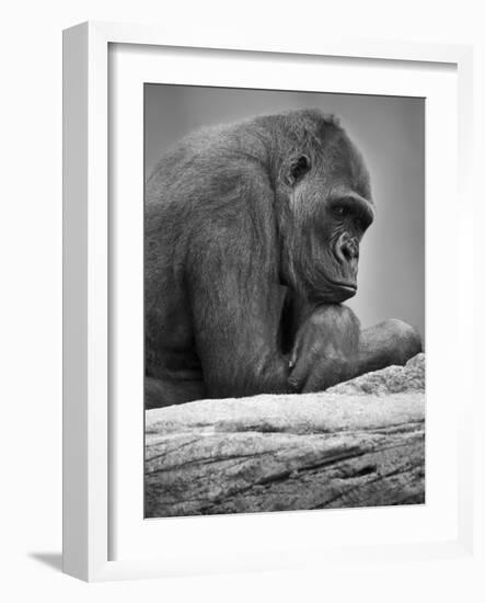 Gorilla-null-Framed Photographic Print