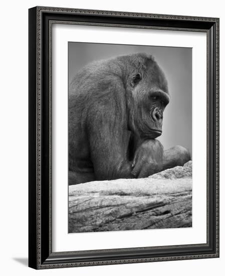 Gorilla-null-Framed Photographic Print