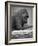 Gorilla-null-Framed Photographic Print