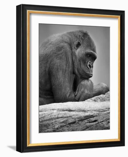 Gorilla-null-Framed Photographic Print