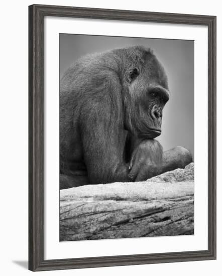 Gorilla-null-Framed Photographic Print