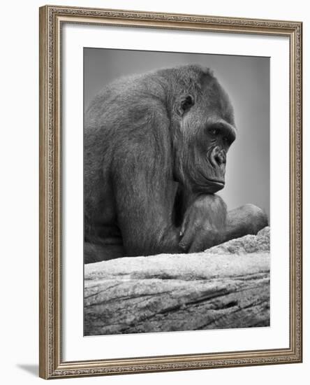 Gorilla-null-Framed Photographic Print