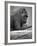 Gorilla-null-Framed Photographic Print