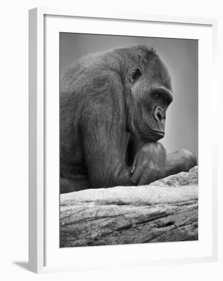 Gorilla-null-Framed Photographic Print