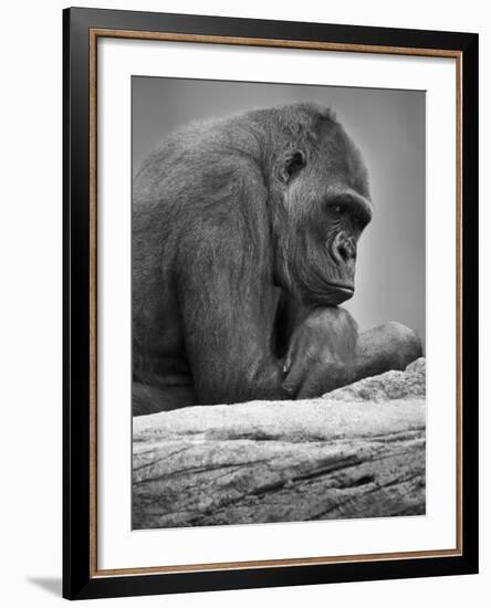 Gorilla-null-Framed Photographic Print