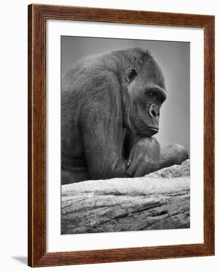 Gorilla-null-Framed Photographic Print