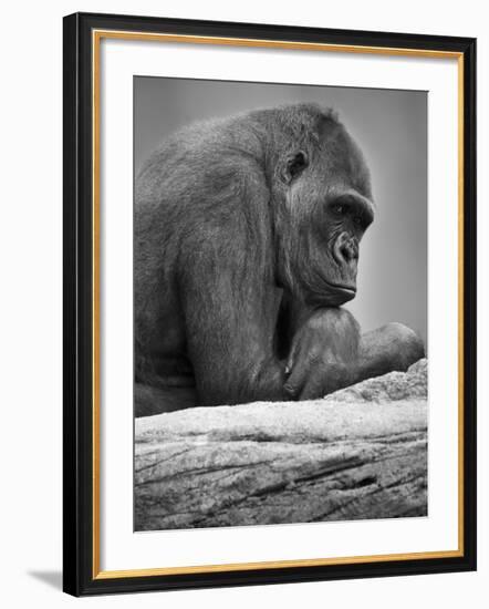 Gorilla--Framed Photographic Print